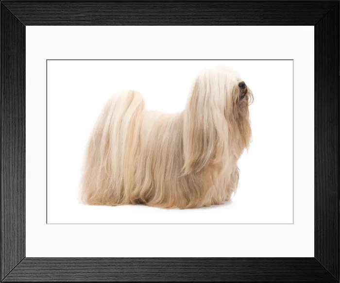 Framed Print : Dog - Lhasa Apso in studio Framed Print : Dog - Lhasa Apso in studio