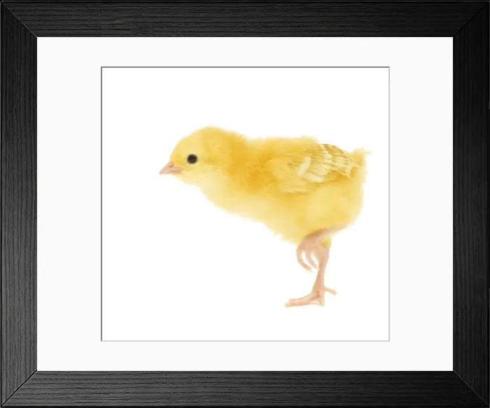 Framed Print : Chicken - chick in studio Framed Print : Chicken - chick in studio
