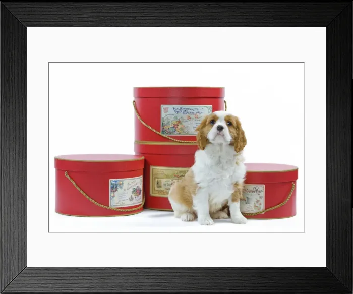 Framed Print : Dog - Cavalier King Charles Spaniel puppy sitting by hat boxes in studio Framed Print : Dog - Cavalier King Charles Spaniel puppy sitting by hat boxes in studio