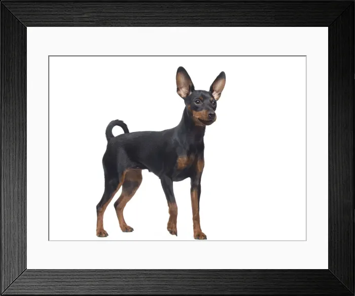Framed Print : Dog - Miniature Pinscher Framed Print : Dog - Miniature Pinscher