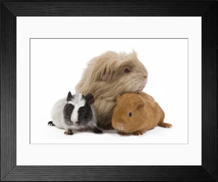 Framed Print : Guinea Pigs - in studio Framed Print : Guinea Pigs - in studio