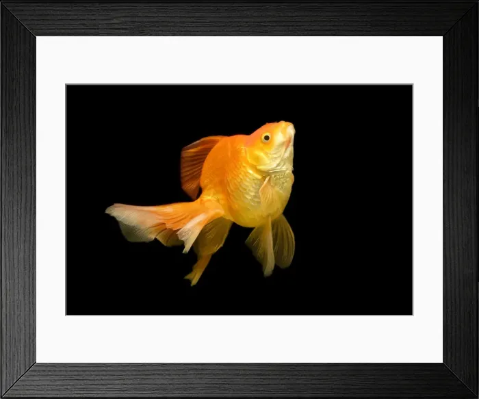 Framed Print : Fish - goldfish in tank Framed Print : Fish - goldfish in tank