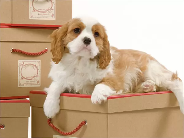 Dog - Cavalier King Charles Spaniel puppy lying on boxes in studio