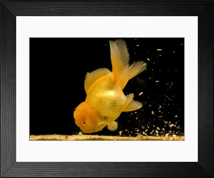 Framed Print : Fish - goldfish feeding on food at bottom of tank Framed Print : Fish - goldfish feeding on food at bottom of tank