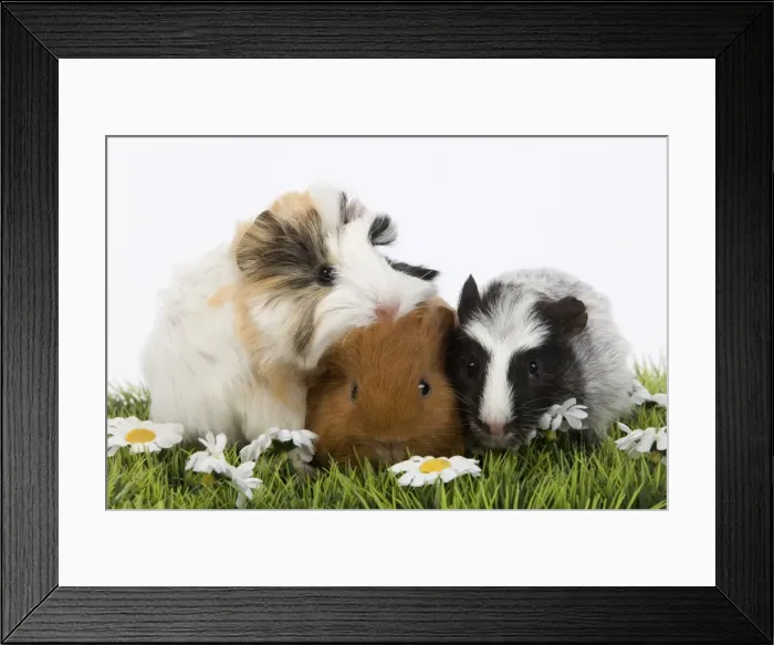 Framed Print : Guinea Pigs - in studio Framed Print : Guinea Pigs - in studio
