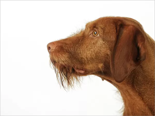 DOG. Hungarian wired haired Vizsla