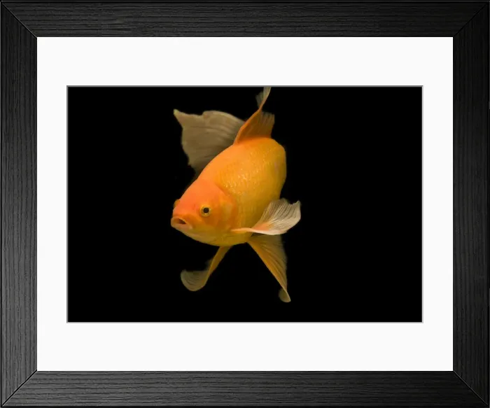 Framed Print : Fish - goldfish in tank - black background Framed Print : Fish - goldfish in tank - black background
