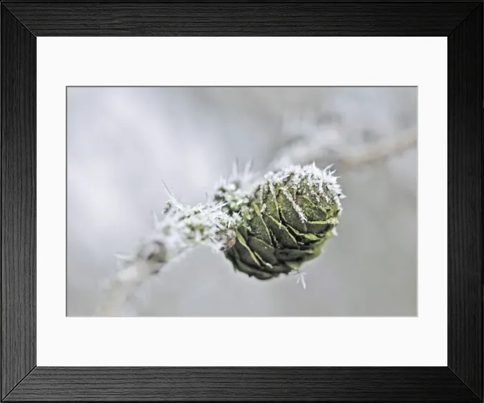 Framed Print : European Larch Tree - with frost Framed Print : European Larch Tree - with frost