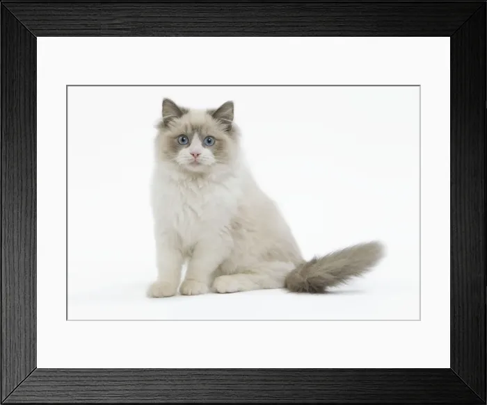 Framed Print : Cat - Ragdoll in studio Framed Print : Cat - Ragdoll in studio