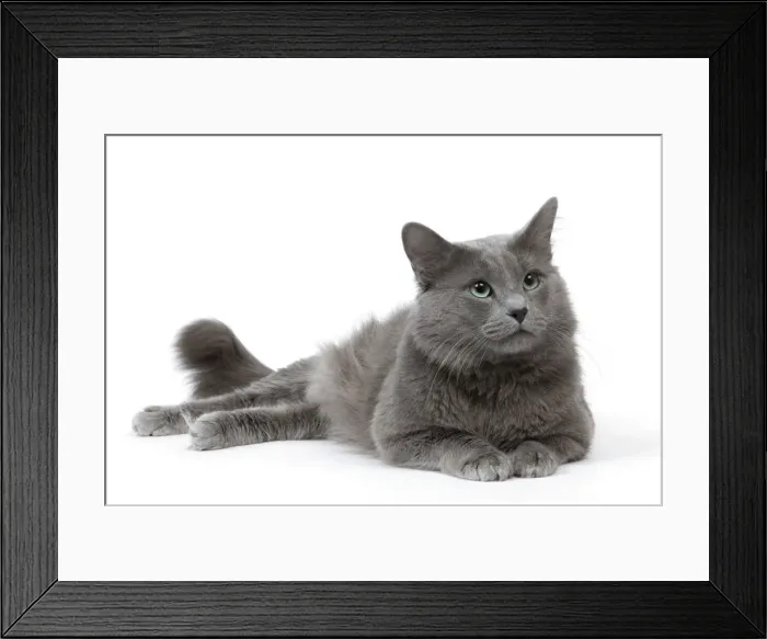 Framed Print : Cat - Nebelung in studio Framed Print : Cat - Nebelung in studio