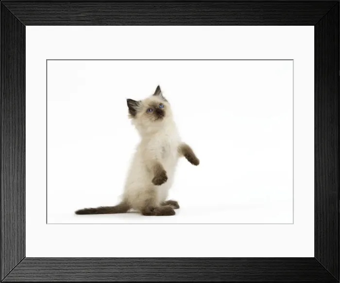 Framed Print : Cat - Ragdoll kitten on hind legs in studio Framed Print : Cat - Ragdoll kitten on hind legs in studio