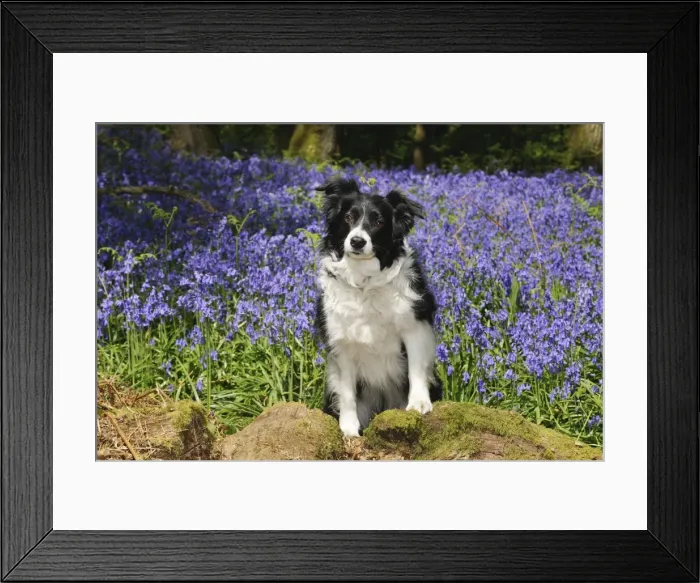 Framed Print : DOG. Border collie sitting in bluebells Framed Print : DOG. Border collie sitting in bluebells