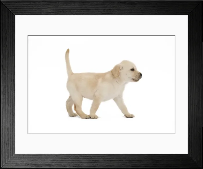 Framed Print : Dog - Labrador puppy in studio Framed Print : Dog - Labrador puppy in studio