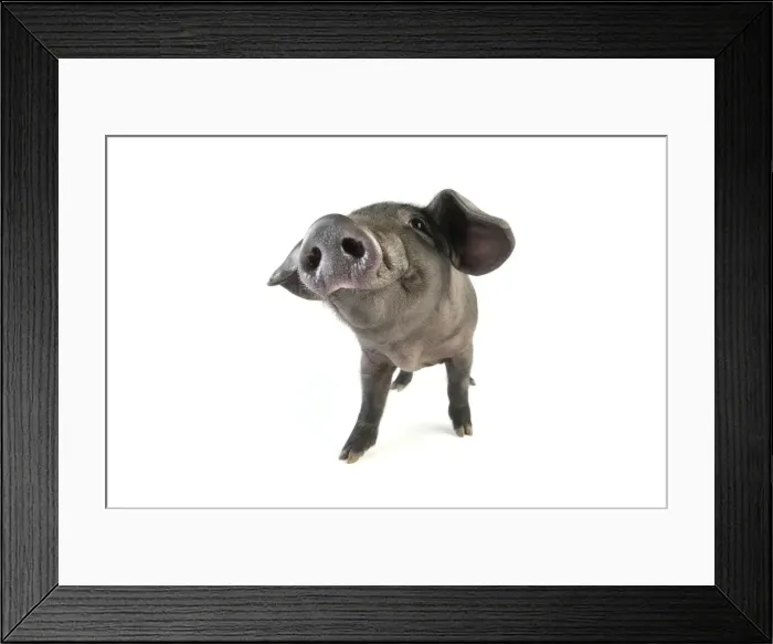 Framed Print : Pig. Large black piglet Framed Print : Pig. Large black piglet