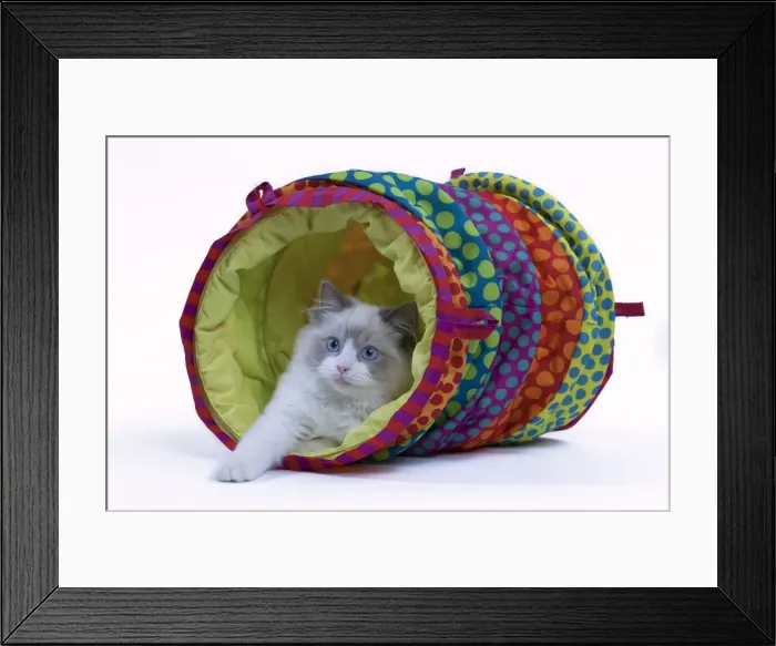 Framed Print : Cat - Ragdoll in studio in play tunnel