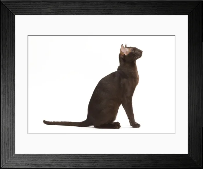 Framed Print : Cat - Oriental Chocolate in studio Framed Print : Cat - Oriental Chocolate in studio