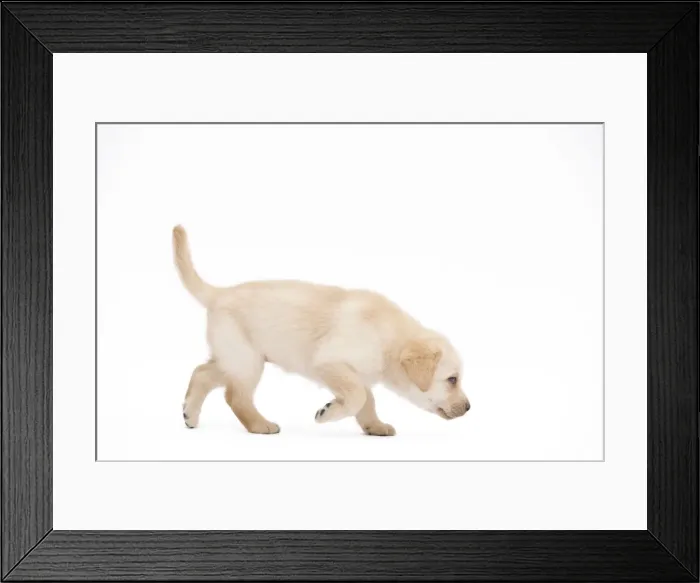 Framed Print : Dog - Labrador puppy in studio Framed Print : Dog - Labrador puppy in studio