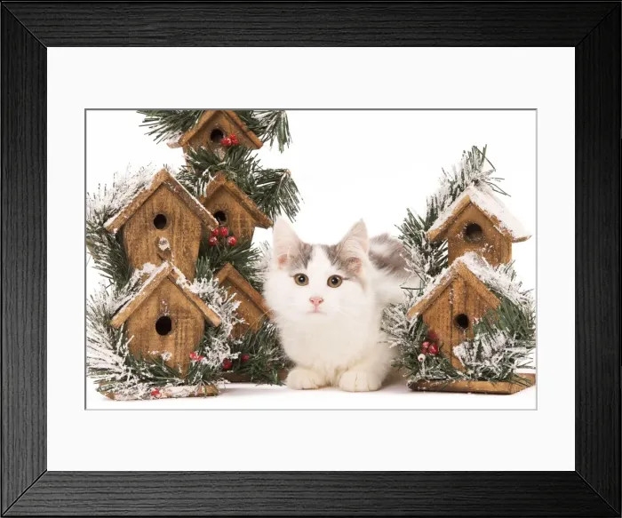 Framed Print : Cat - kitten in studio with festive bird boxes Framed Print : Cat - kitten in studio with festive bird boxes