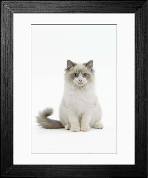 Framed Print : Cat - Ragdoll in studio Framed Print : Cat - Ragdoll in studio