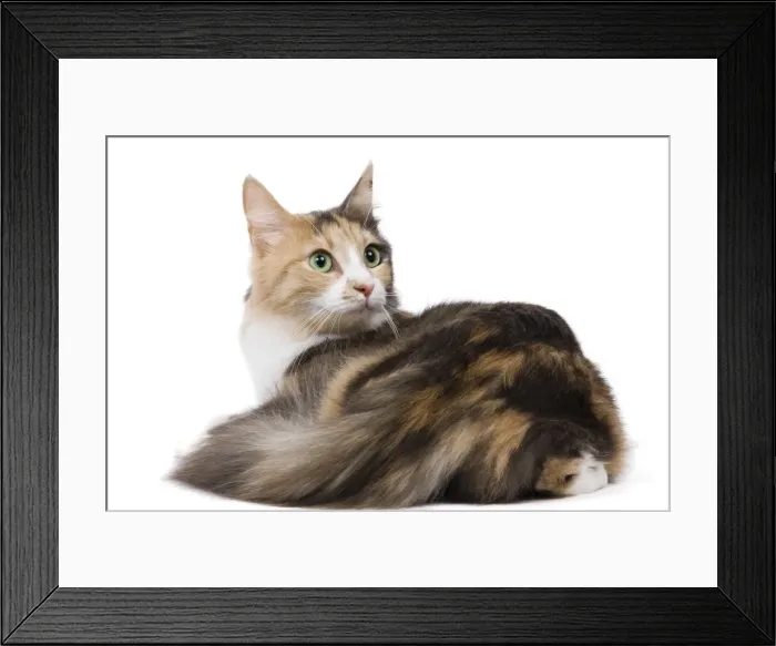 Framed Print : Cat - Turkish Angora - Blue cream & white in studio Framed Print : Cat - Turkish Angora - Blue cream & white in studio