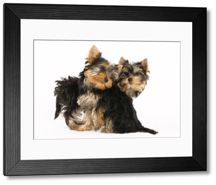 Framed Print : Yorkshire Terrier Dog Framed Print : Yorkshire Terrier Dog