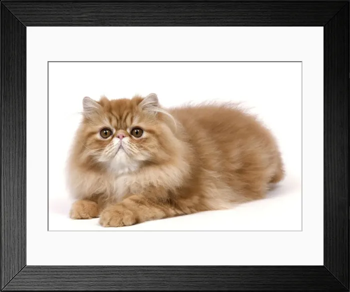 Framed Print : Cat - Red Persian Framed Print : Cat - Red Persian