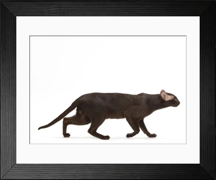 Framed Print : Cat - Oriental Chocolate in studio Framed Print : Cat - Oriental Chocolate in studio