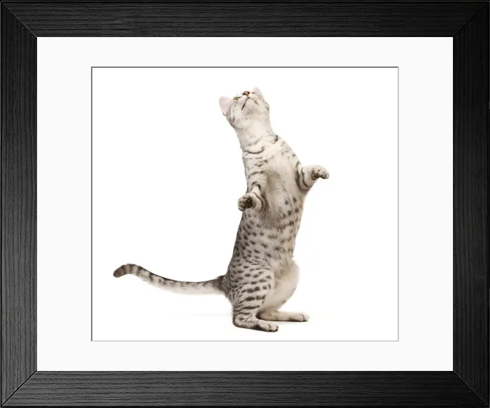 Framed Print : Cat - Egyptian Mau in studio on hind legs Framed Print : Cat - Egyptian Mau in studio on hind legs