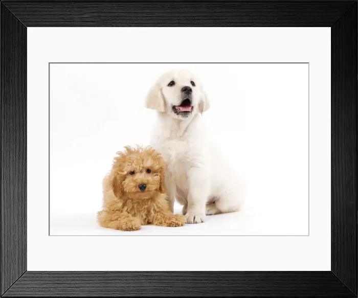 Framed Print : Dog - Golden Retriever 8 week old puppy with Apricot Poodle puppy in studio Framed Print : Dog - Golden Retriever 8 week old puppy with Apricot Poodle puppy in studio