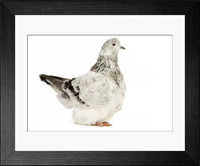 Framed Print : Fancy Pigeon Breed Grisson argente Framed Print : Fancy Pigeon Breed Grisson argente