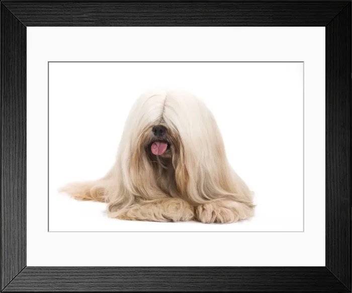Framed Print : Dog - Lhasa Apso in studio Framed Print : Dog - Lhasa Apso in studio