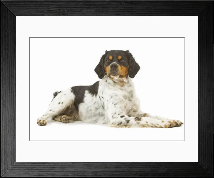 Framed Print : Dog - Brittany / Epagneul Breton - in studio Framed Print : Dog - Brittany / Epagneul Breton - in studio