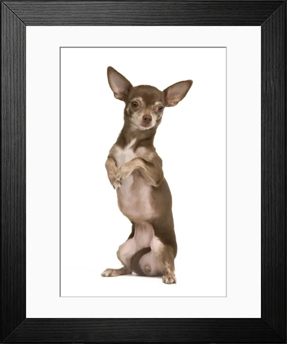 Framed Print : Dog - Chihuahua on hind legs dog dancing in studio Framed Print : Dog - Chihuahua on hind legs dog dancing in studio