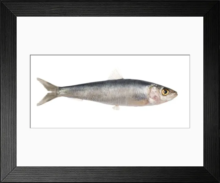 Framed Print : Fish - Sardine in studio Framed Print : Fish - Sardine in studio