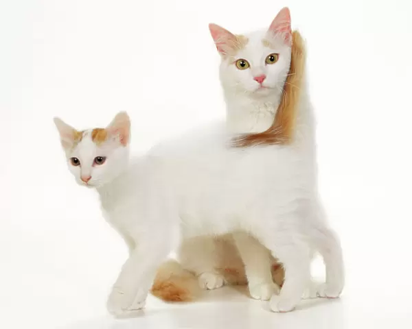 Turkish Van Cat - mother and kitten