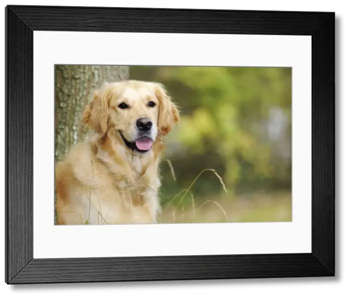 Framed Print : DOG. Golden retriever in front of tree Framed Print : DOG. Golden retriever in front of tree