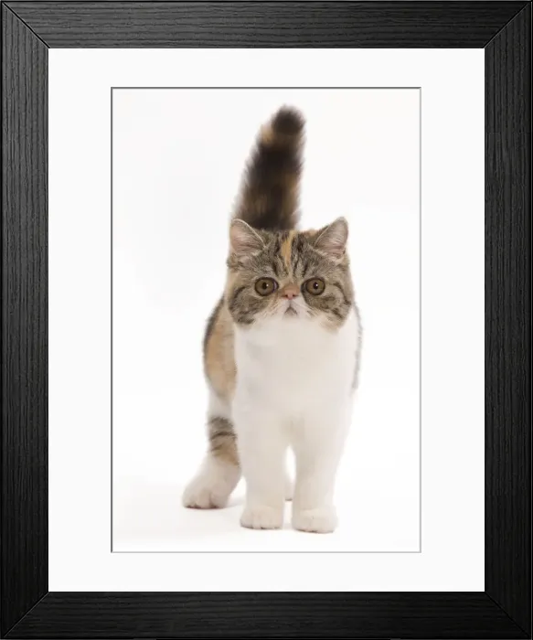 Framed Print : Cat - Exotic brown blotched tortie tabby & white in studio Framed Print : Cat - Exotic brown blotched tortie tabby & white in studio