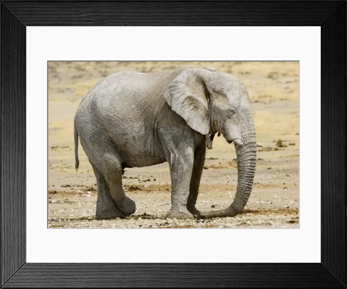 Framed Print : African Elephant - at rest with a tracking collar around its neck - Etosha National Park - Namibia - Africa Framed Print : African Elephant - at rest with a tracking collar around its neck - Etosha National Park - Namibia - Africa