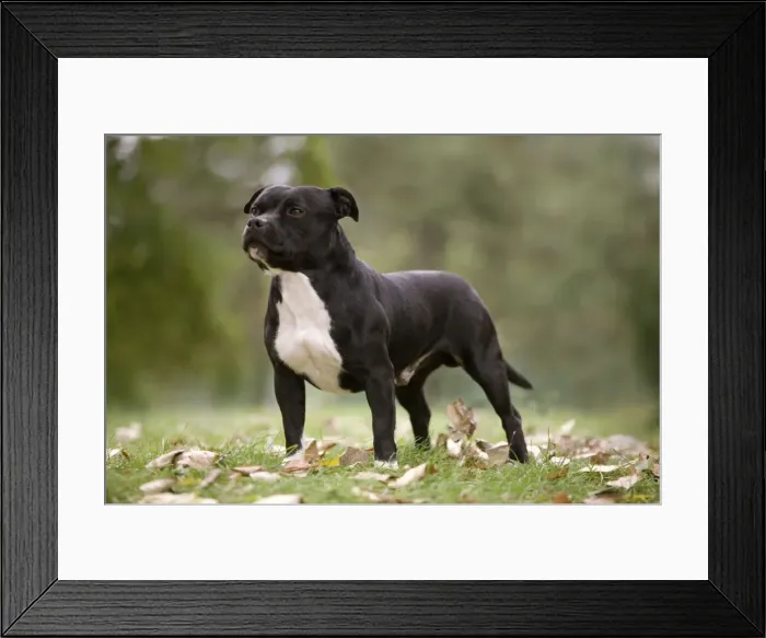 Framed Print : Dog - Staffordshire Bull Terrier Framed Print : Dog - Staffordshire Bull Terrier