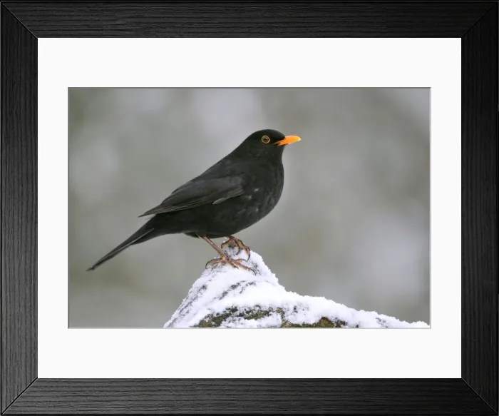 Framed Print : BIRD. Blackbird (male) Framed Print : BIRD. Blackbird (male)