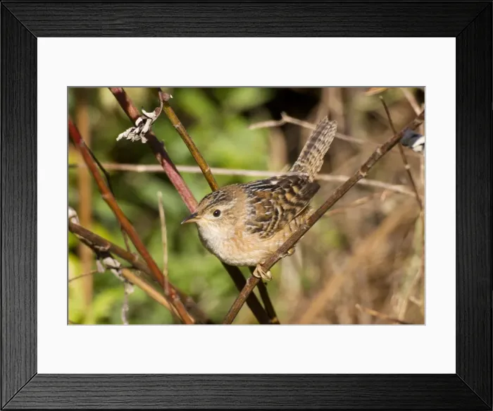 Framed Print : Sedge Wren - October - Connecticut - USA