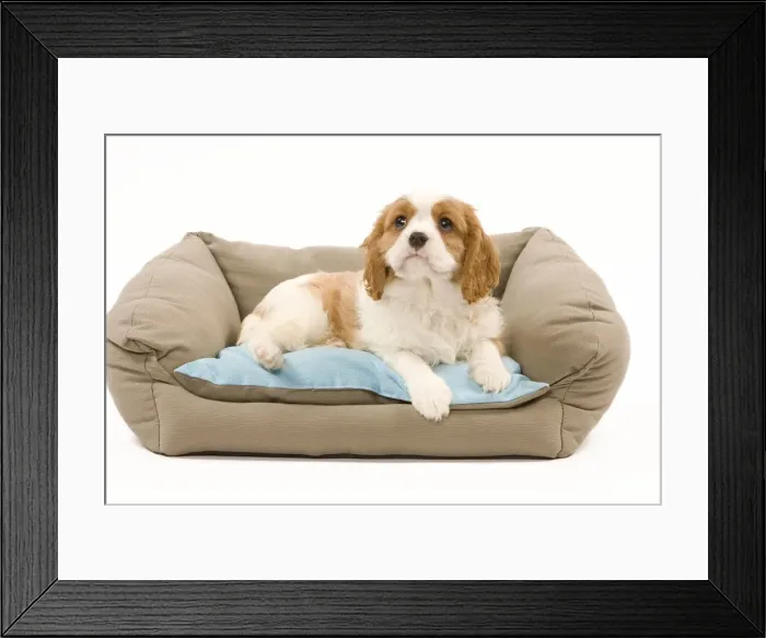 Framed Print : Dog - Cavalier King Charles Spaniel puppy lying on dog bed Framed Print : Dog - Cavalier King Charles Spaniel puppy lying on dog bed
