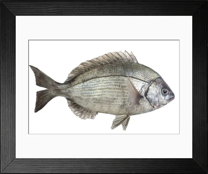 Framed Print : Fish - Dorade / Sea Bream in studio Framed Print : Fish - Dorade / Sea Bream in studio