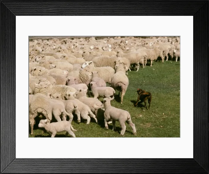 Framed Print : Kelpie working dog - mustering sheep - New South Wales, Australia JPF24793 Framed Print : Kelpie working dog - mustering sheep - New South Wales, Australia JPF24793