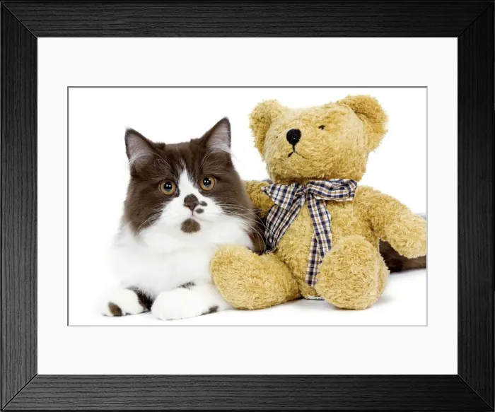 Framed Print : Cat - British long haired kitten with teddy bear Framed Print : Cat - British long haired kitten with teddy bear