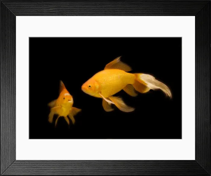 Framed Print : Fish - goldfish - black background Framed Print : Fish - goldfish - black background