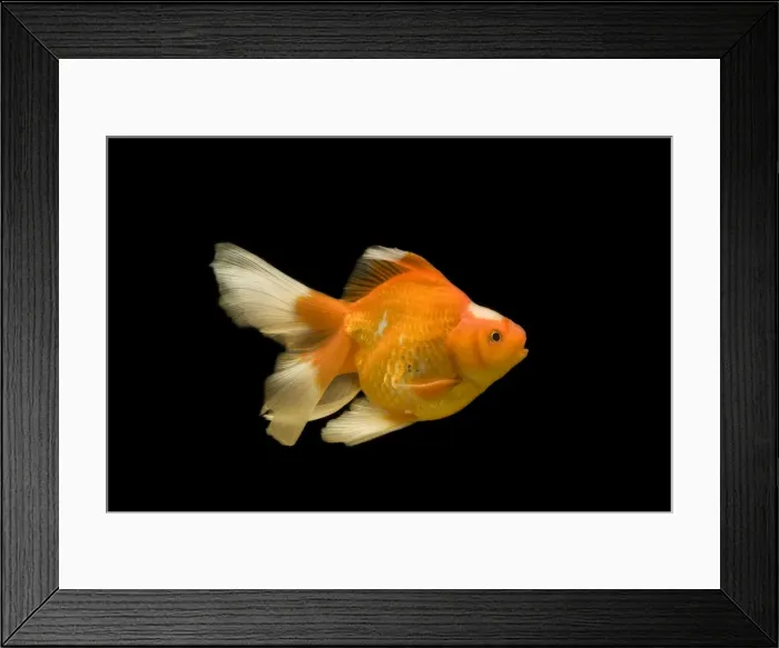 Framed Print : Fish - goldfish - black background Framed Print : Fish - goldfish - black background