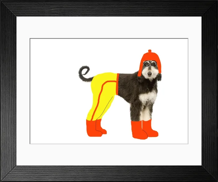 Framed Print : Dog - Afghan Hound puppy in studio wearing trousers, boots & hat Framed Print : Dog - Afghan Hound puppy in studio wearing trousers, boots & hat