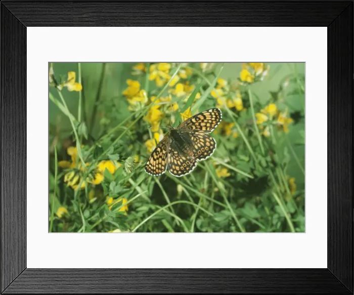 Framed Print : Glanville Fritillary Butterfly Framed Print : Glanville Fritillary Butterfly