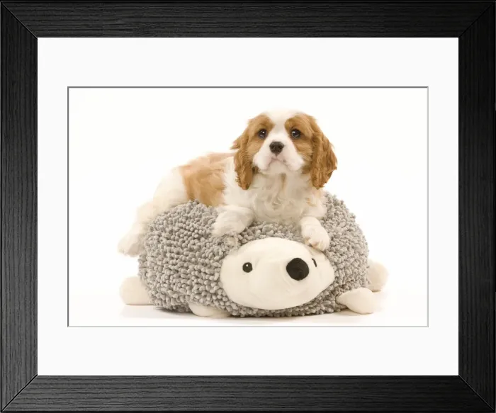 Framed Print : Dog - Cavalier King Charles Spaniel puppy lying ontop of animal shaped dog cushion Framed Print : Dog - Cavalier King Charles Spaniel puppy lying ontop of animal shaped dog cushion